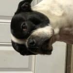 Iowa Farmboy Iowa Farmboy