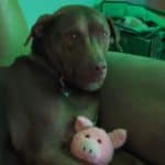 CowwFace