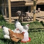 Teratiodllama Teratiodllama